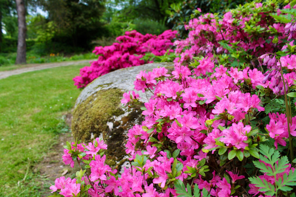 pink flowering azaleas growing in a garden border outside