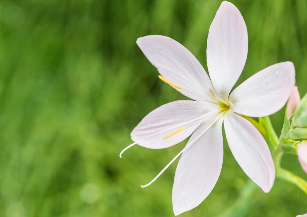 single flower of Hesperantha coccinea 'Alba'