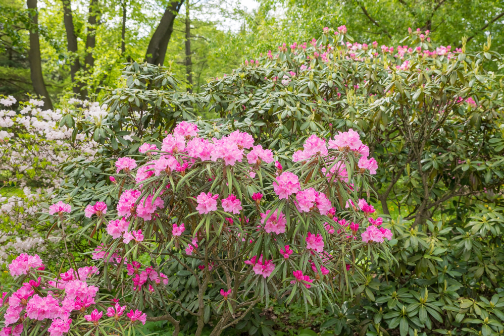 pink flowering azalea shrub growing in a woodland area