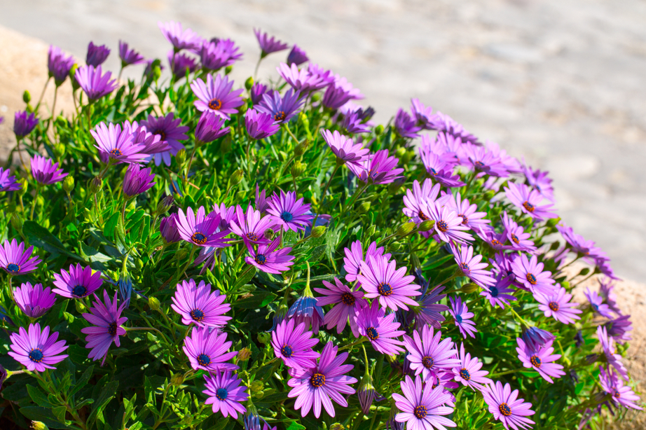purple flowering osteospermum plant growing outside