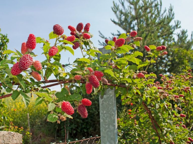 Tayberry Plant Care & Growing Tips Horticulture.co.uk