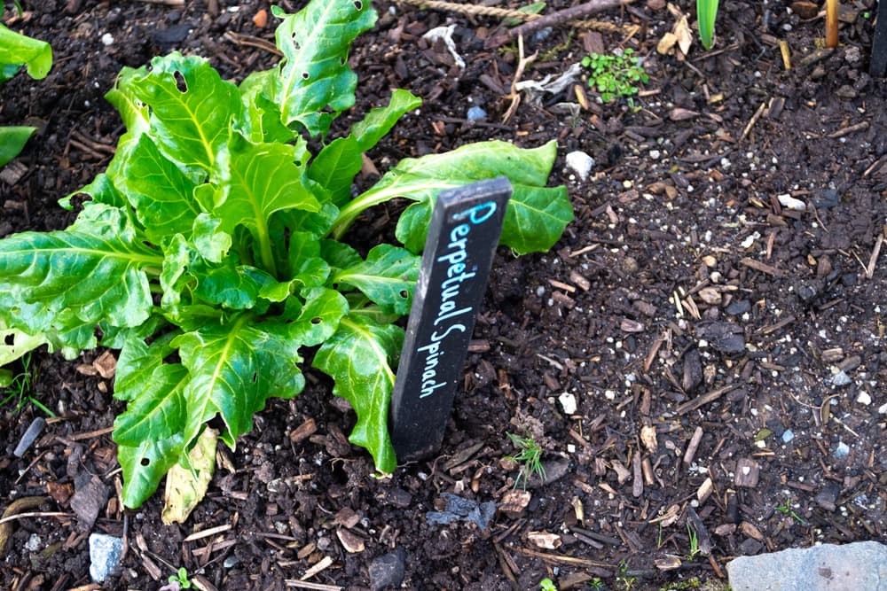 Perpetual spinach growing in a vegetable patch with a signpost