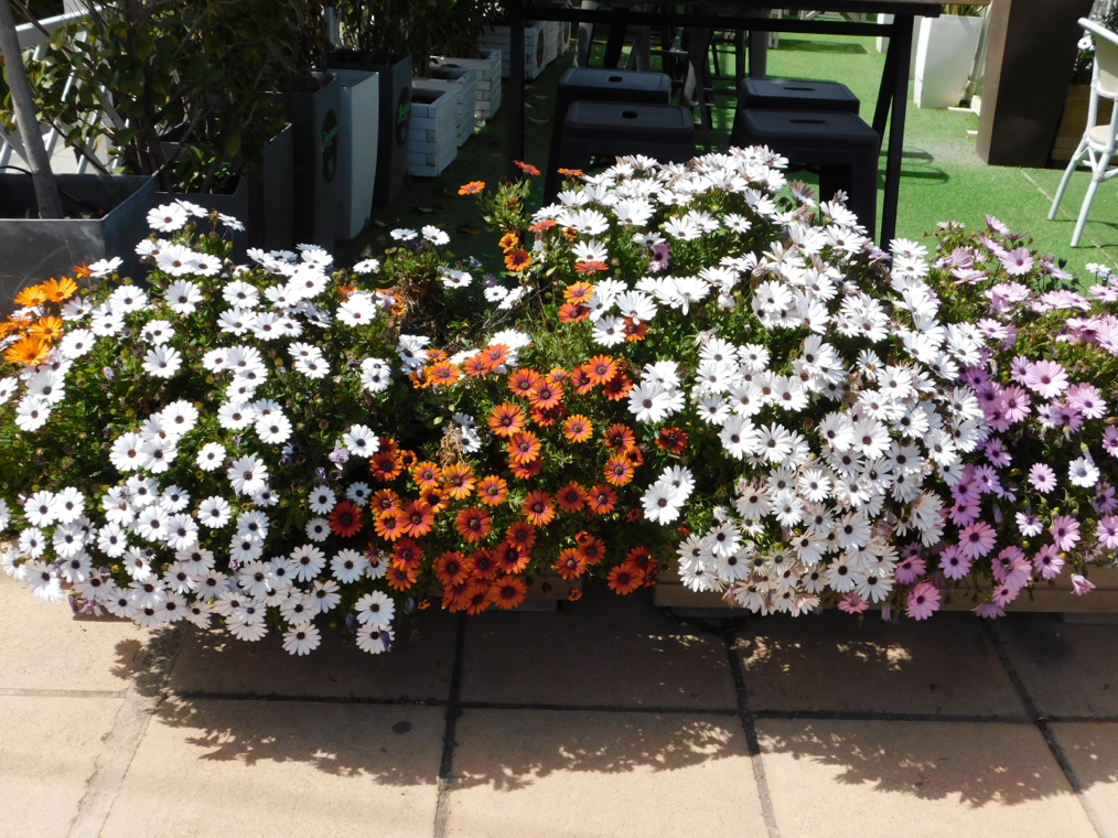 orange, pink and white flowering African daisies growing outside in a long, large container