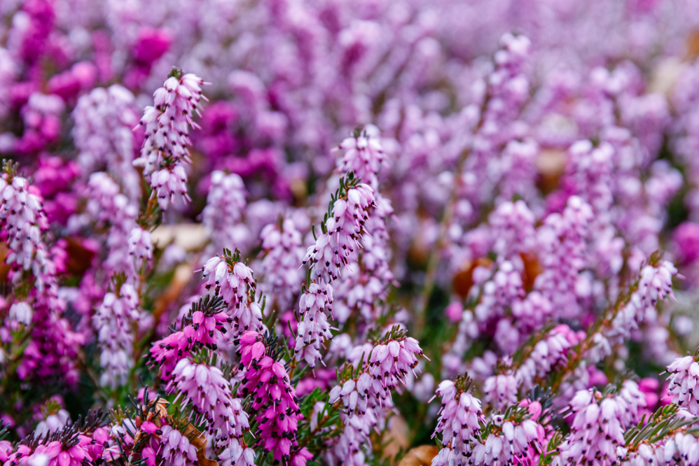 purple and pink flowering Erica carnea growing in a garden bed