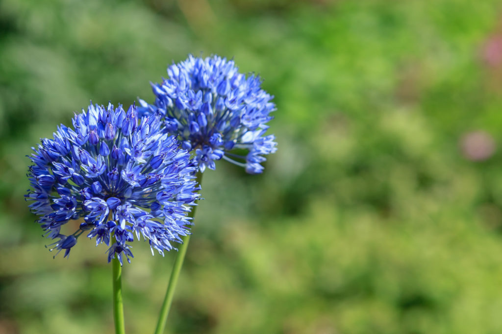 Allium caeruleum flower-heads with blue petals and long thin stems growing against a green background