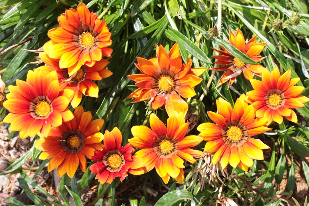 bright orange and yellow flowers of Gazania with green foliage