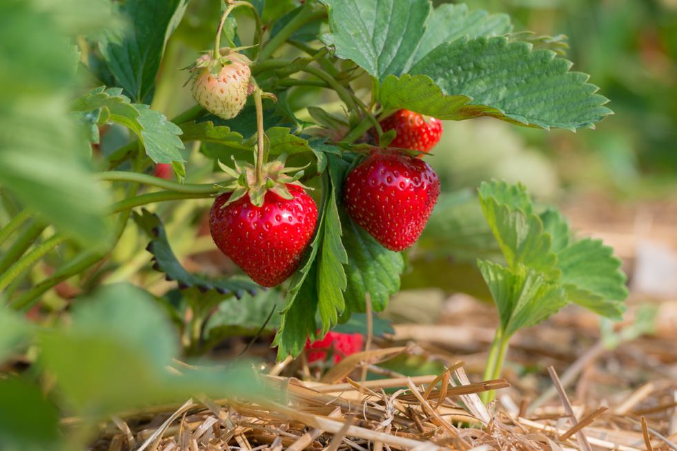 a strawberry plant growing outside bearing some fruits