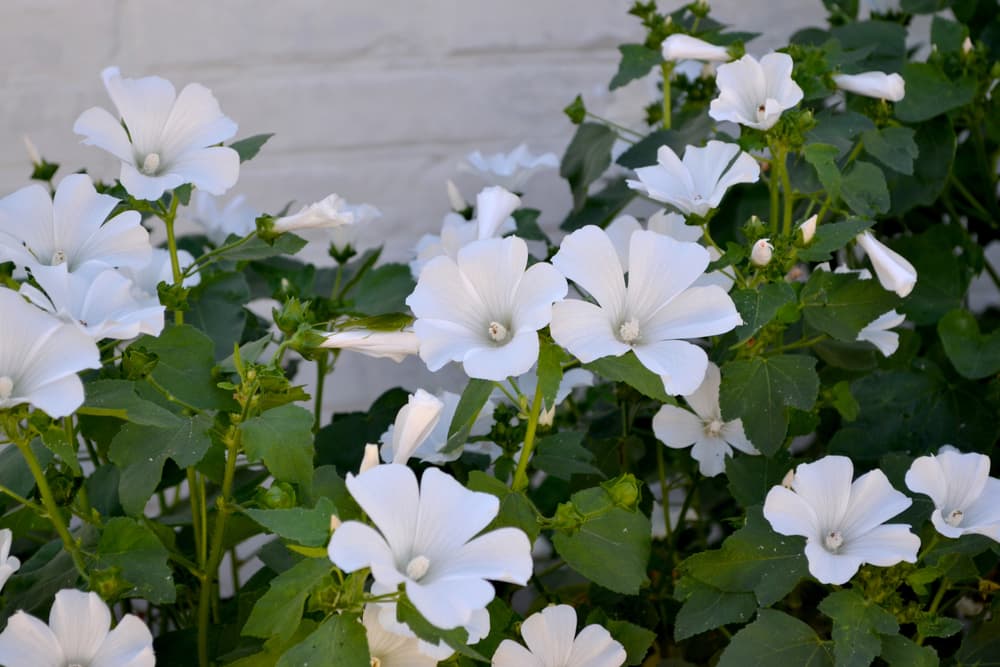 pure white flowers of annual Lavatera trimestris with a white painted wall in the background