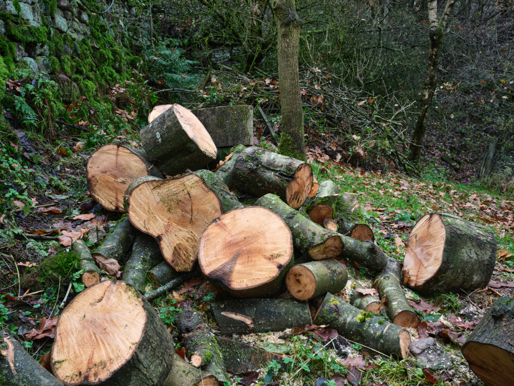 felled ash tree in a woodland area that has been chopped up and cut down due to being diseased with ash dieback