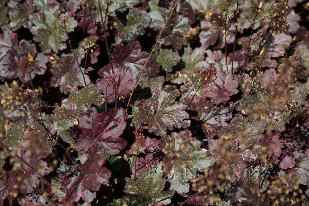 dark purple leaves of Coral Bells plants in the garden