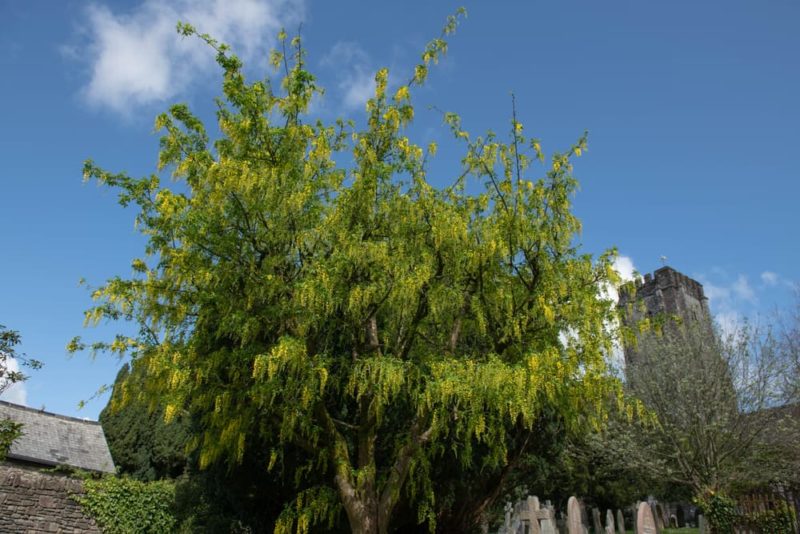 Laburnum 'Golden Rain' Tree Care & Growing Tips Horticulture