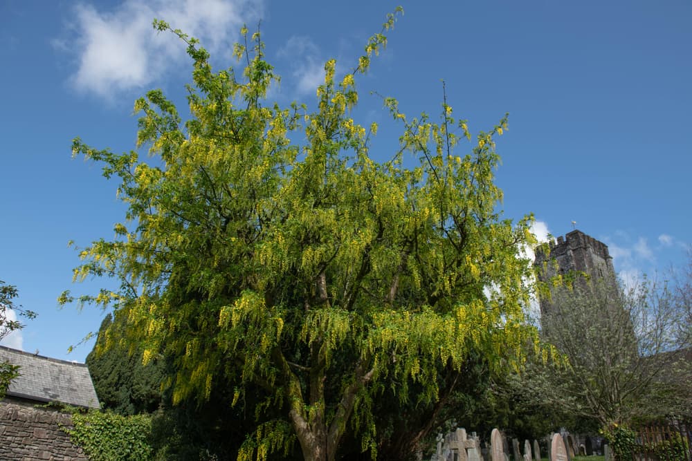 spring flowering Laburnum tree with church and blue sky in the background