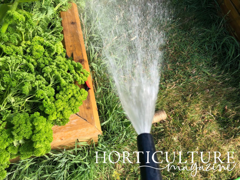 How & When To Feed Tomato Plants Horticulture.co.uk