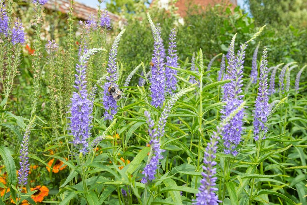 bees harvesting pollen from upright lilac flowering garden speedwell