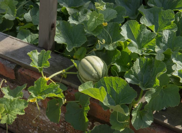 How To Grow Melons Horticulture Magazine