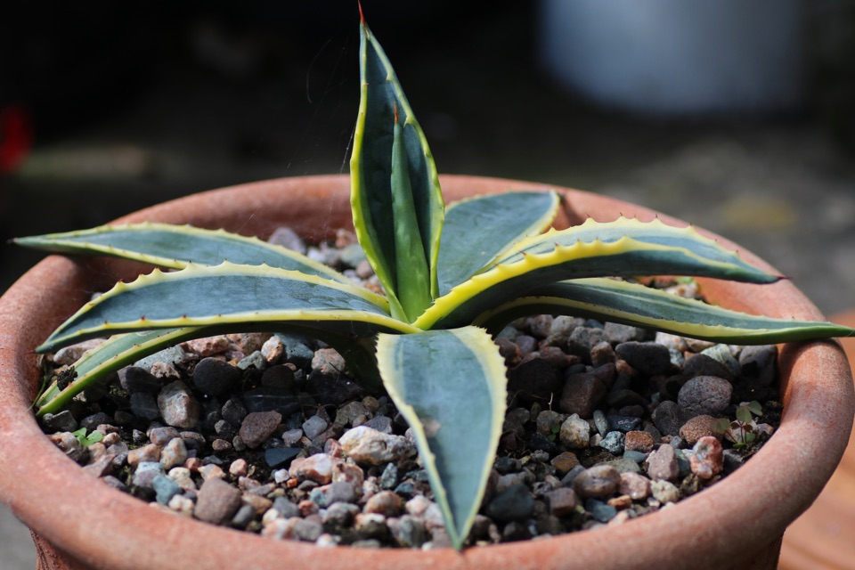 a young agave plant growing in a pot with a stony mulch 