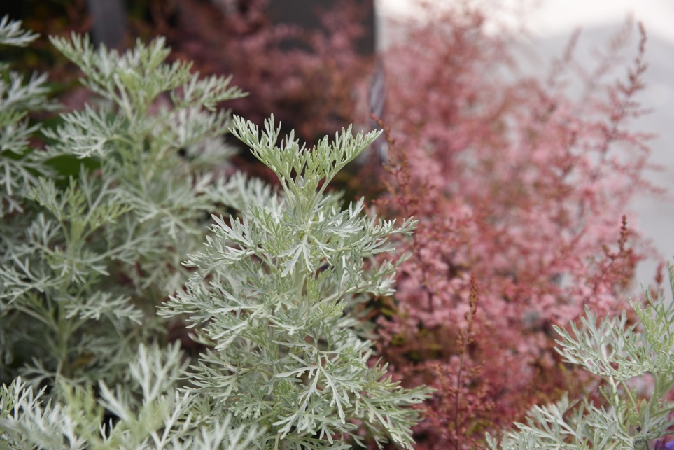 silver-leaved artemisia plant growing outside on a foggy day, with a red tree in the background