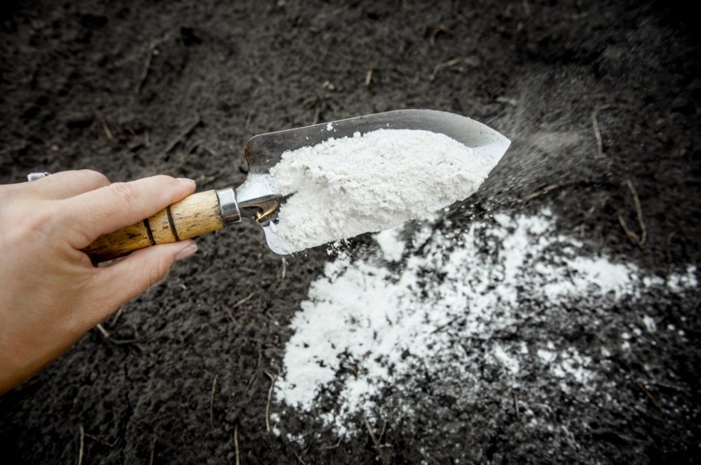a trowel full of white ground lime powder being held over a patch of soil where there is already some scattered
