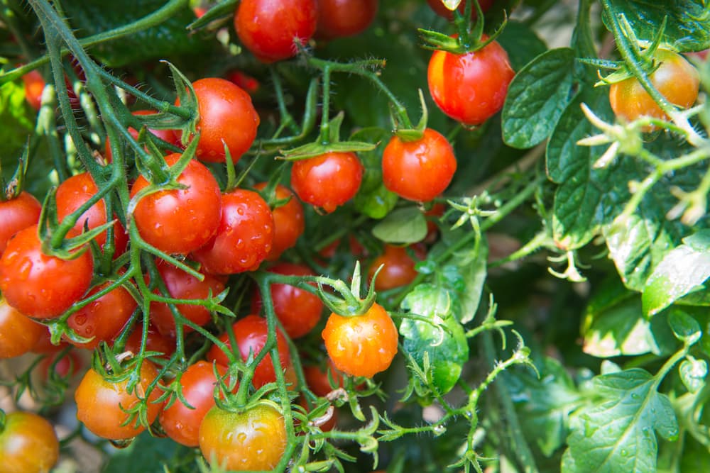 cherry tomatoes growing on the vine in a greenhouse, with the fruits covered in water droplets