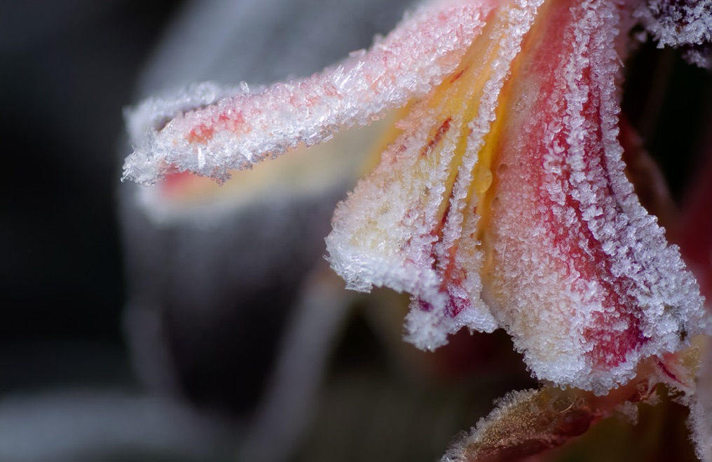 the orange and red head of an alstroemeria flower covered in a layer of frost growing outside