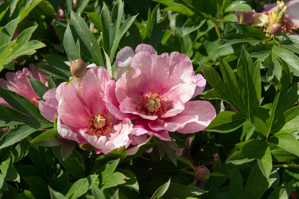 double-flowering pink Paeonia 'Callie's Memory'