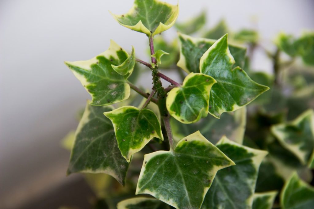 the green and cream leaves of the common English ivy plant growing outdoors
