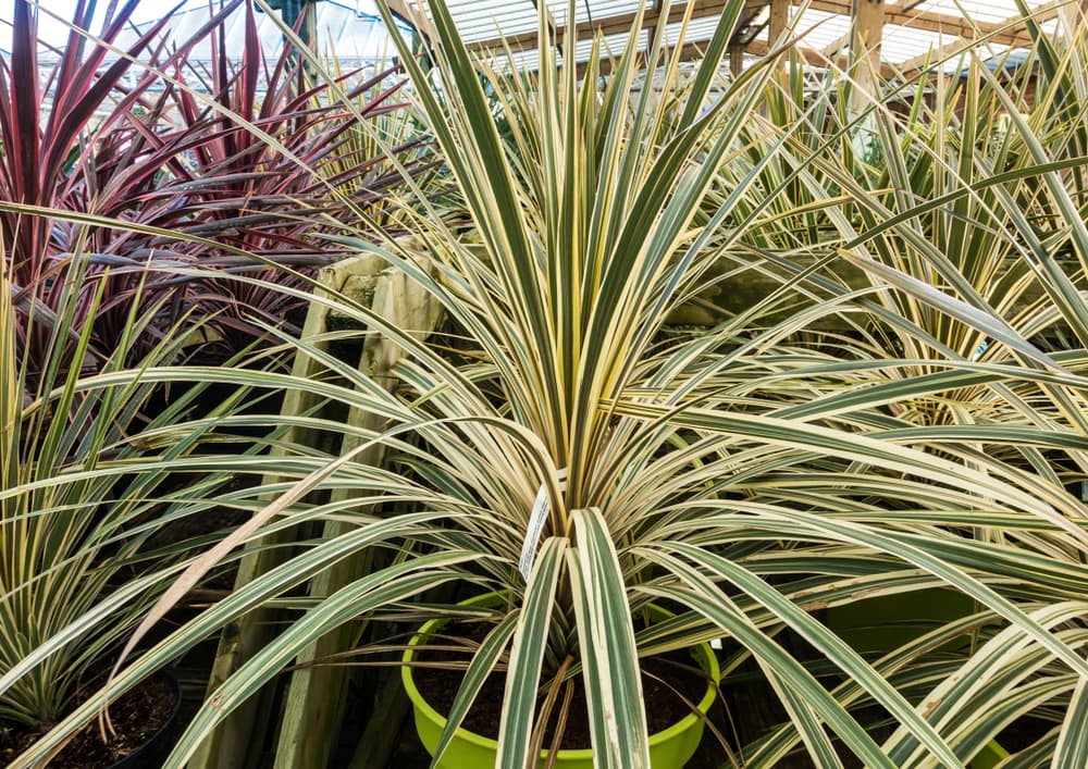 a large collection of cordylines in green and purple in a garden centre