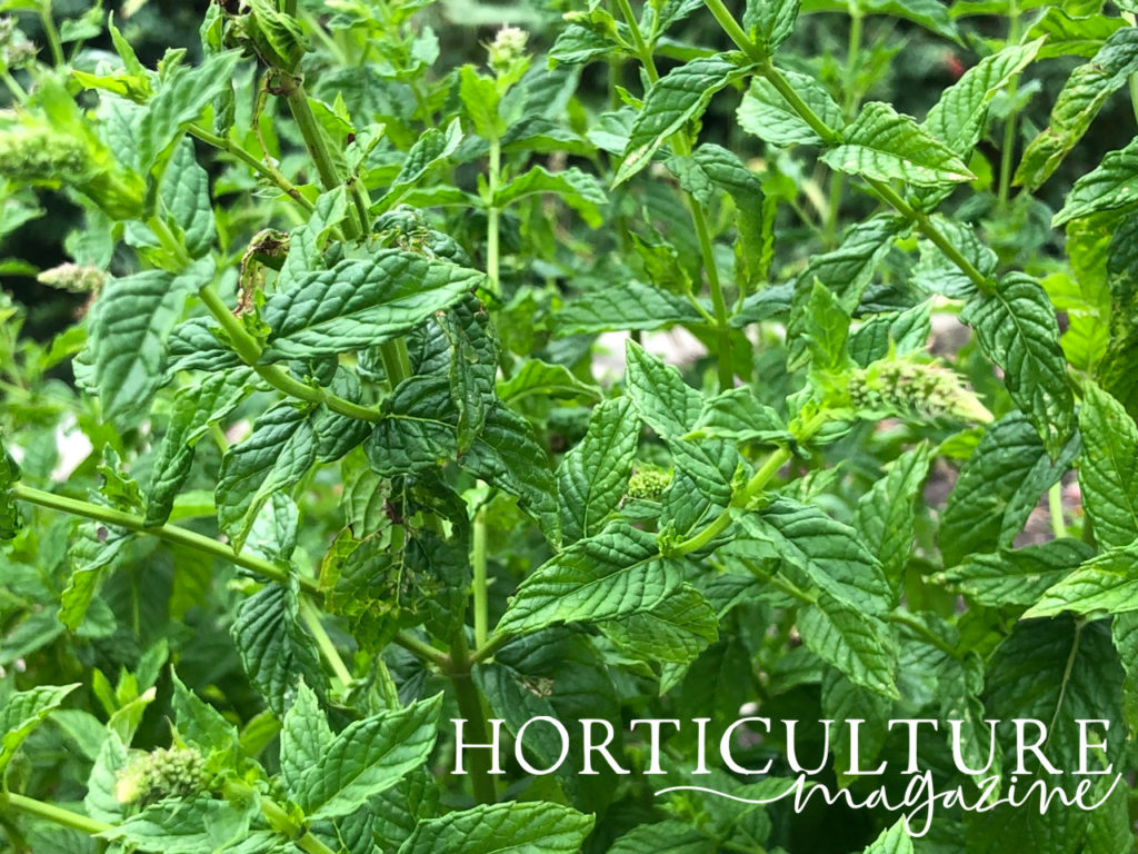 a shrubby mint plant with lots of green leaves growing outside