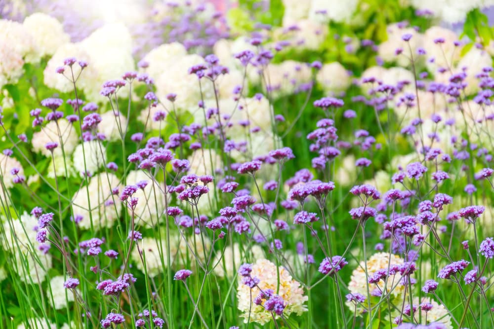 lilac flowering umbels of verbena bonariensis with white hydrangea in the background