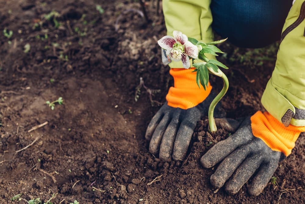 hands firming the soil around a freshly planted Christmas Rose