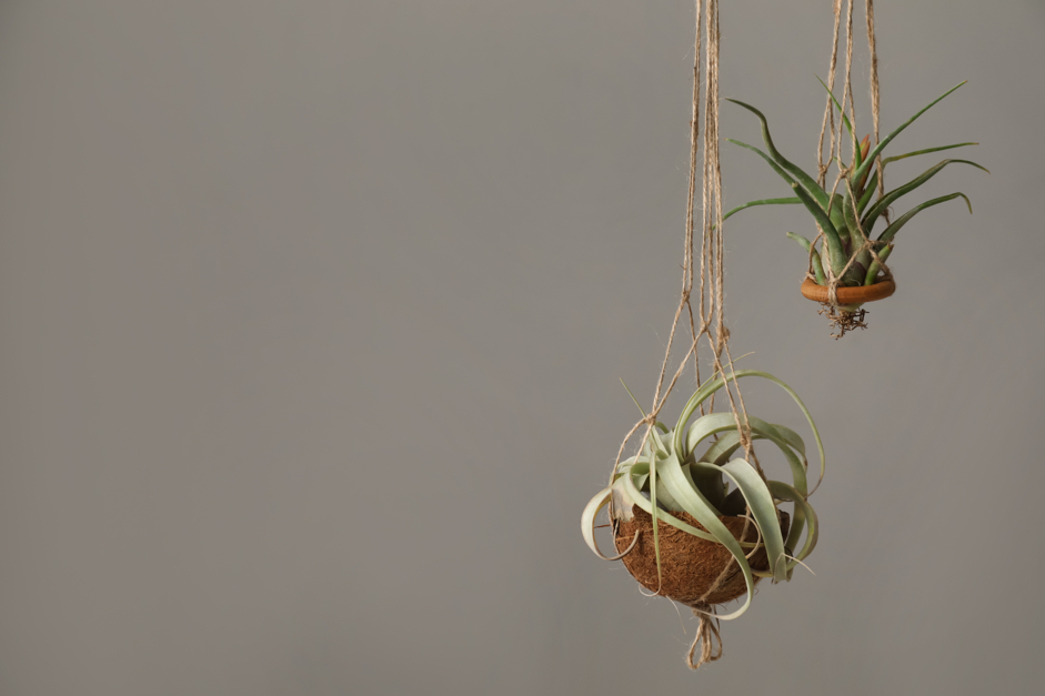 two air plants that have been suspended from the ceiling with some string against a grey wall