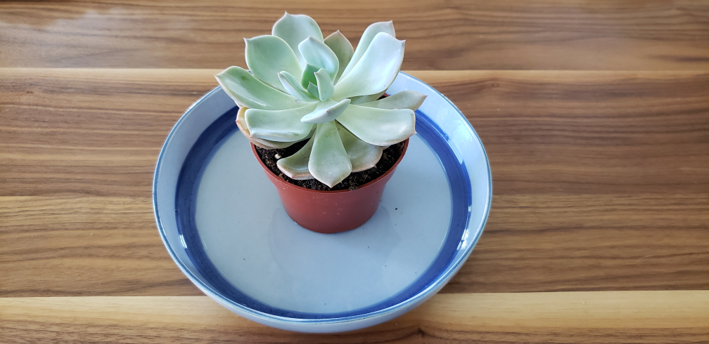 a small potted succulent sitting in a small blue dish full of water