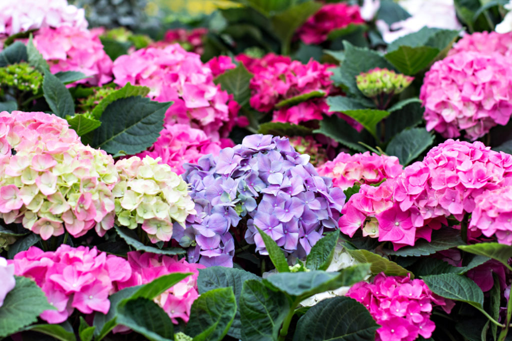 purple, pink and white hydrangea shrub growing outside
