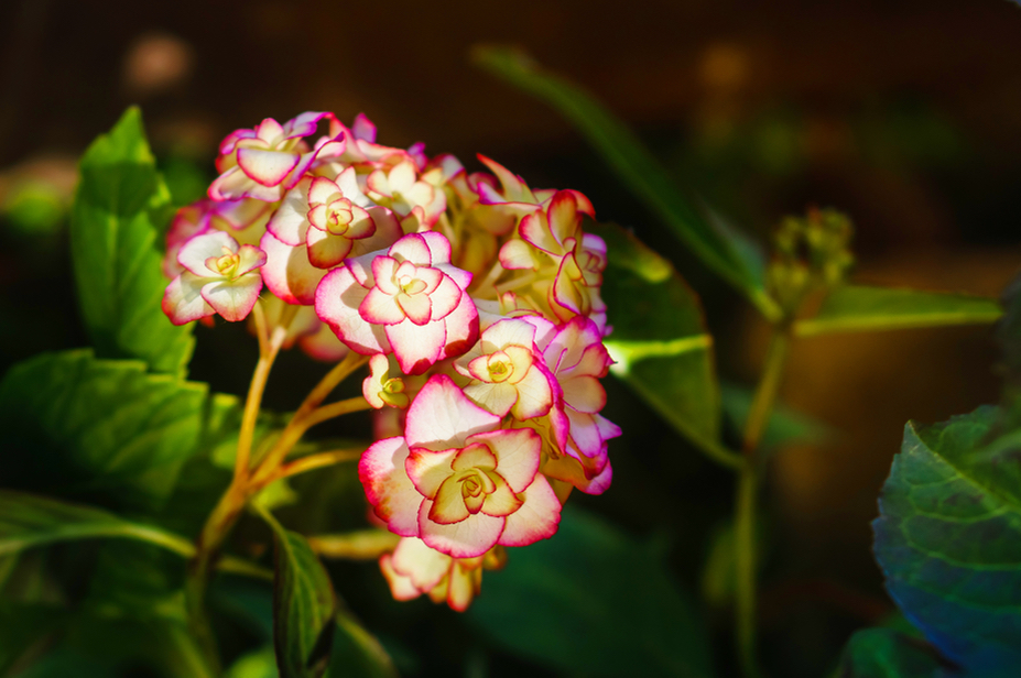 hydrangea miss Saori with white petals with pink edges growing outside