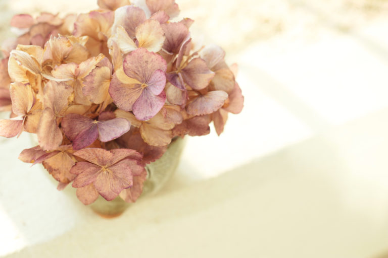 How To Dry Hydrangea Flowers Horticulture.co.uk