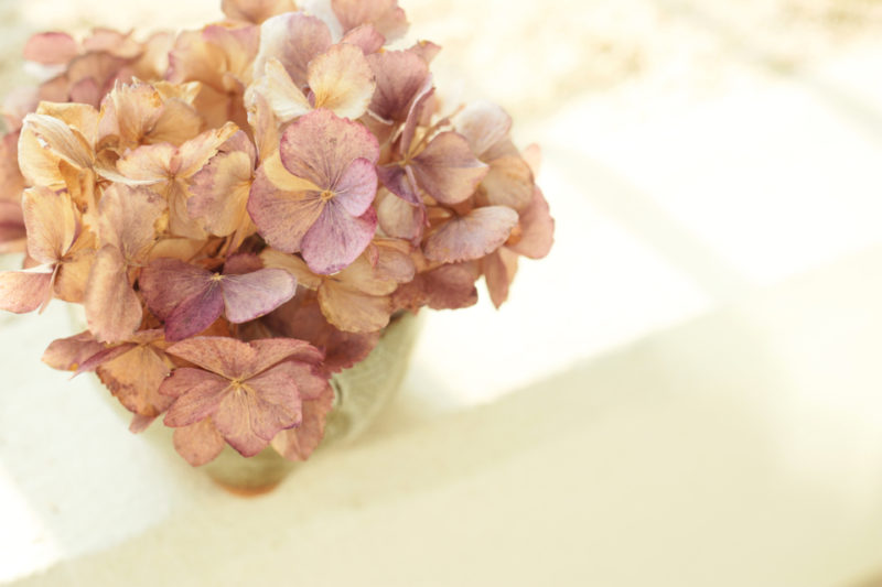 How To Dry Hydrangea Flowers Horticulture.co.uk