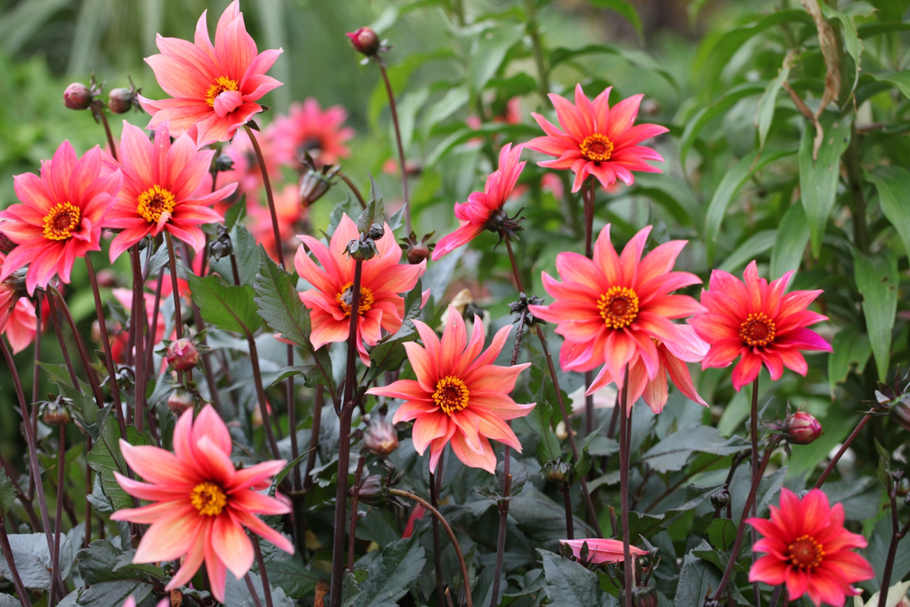 Dahlia ‘Waltzing Mathilda’ plants with pink petals and yellow centres growing outside next to each other