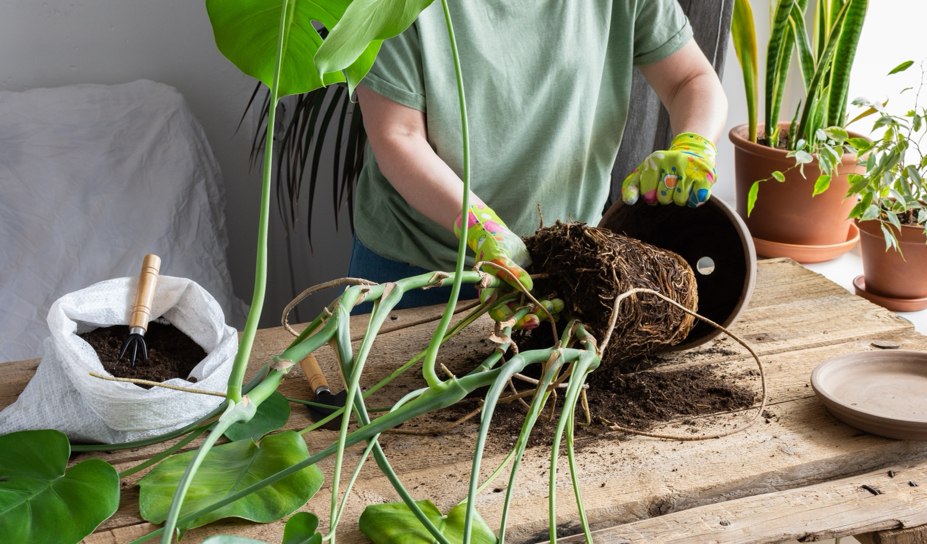 someone pulling a large monstera plant by its stem out of its current pot on a work surface and preparing to repot