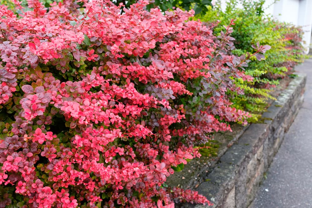 purple and red leaves of a Berberis plant used as a hedgerow