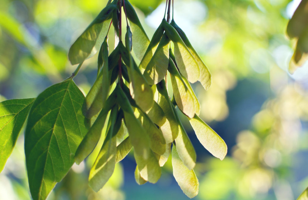 Acer negundo green leaves in the sunlight