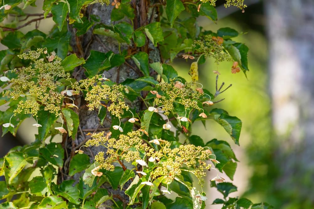 Hydrangea anomala subsp. petiolaris starting to bloom