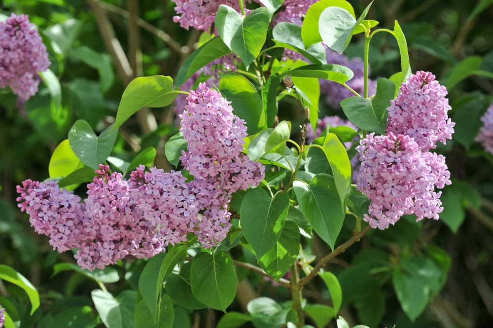 pink flowering lilac bush