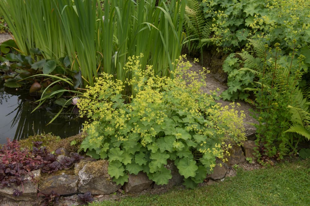 Alchemilla mollis growing on the edge of a pond