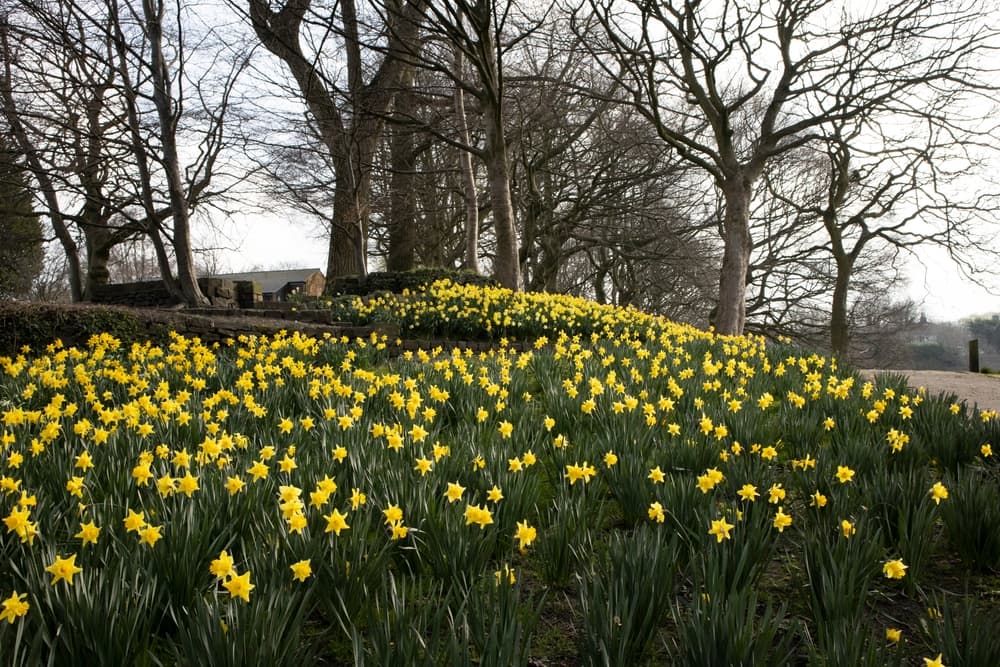 large field of daffodils with deciduous trees in the background