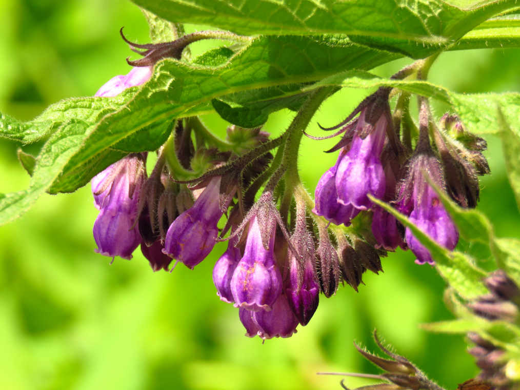 close-up of a purple flowering comfrey plant growing outdoors