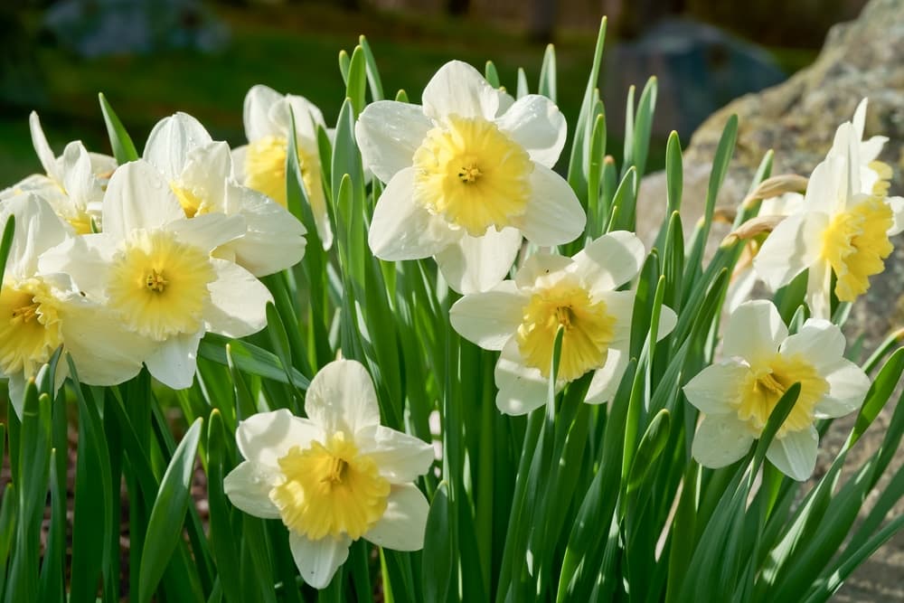 Narcissus papyraceus flowers in bloom