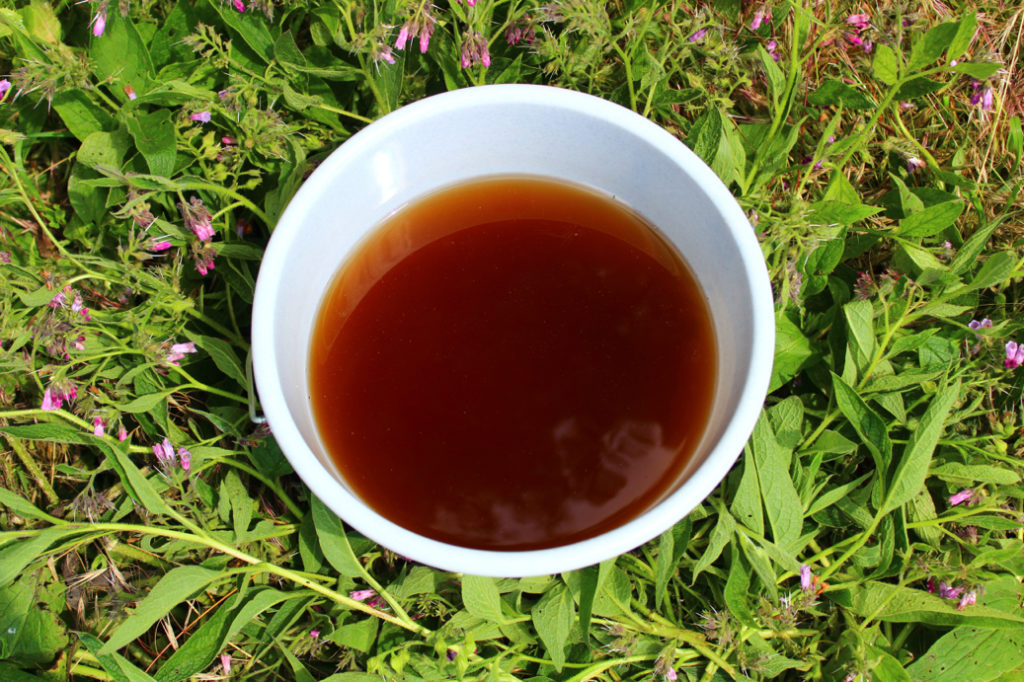 bowl of comfrey tea lying on top of some growing comfrey plants with purple flowers