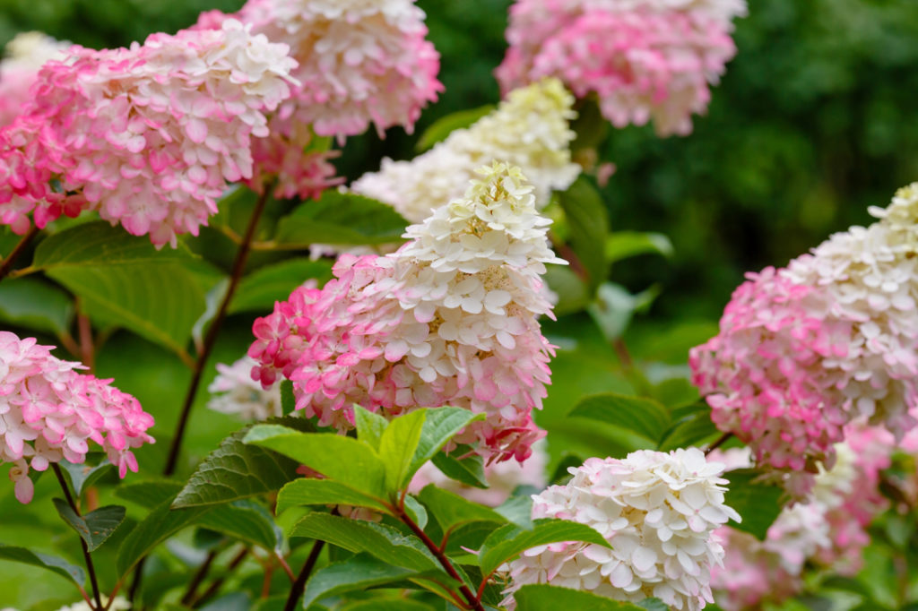 pink and white flowering hydrangeas growing outdoors