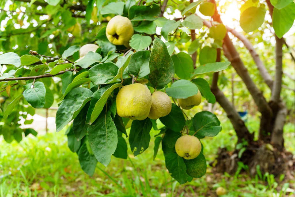 hanging branch of a quince tree growing outside that is bearing several yellowy-green rounded fruits