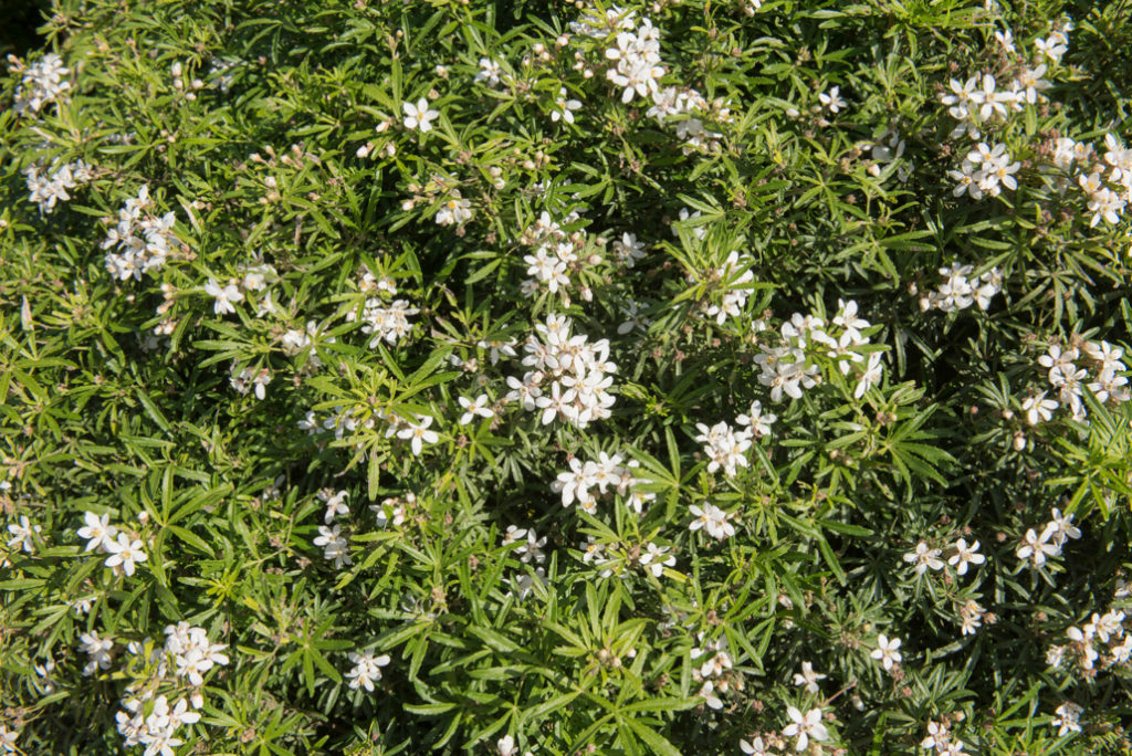 a ground-covering choisya plant with white flowers and thin green leaves growing outdoors